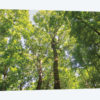 Hardwood Forest Canopy III