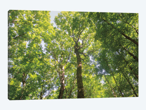 Hardwood Forest Canopy III