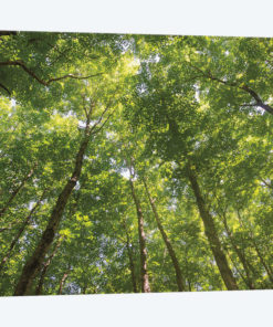 Hardwood Forest Canopy IV
