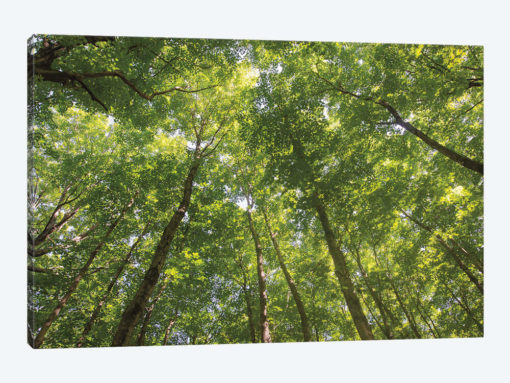 Hardwood Forest Canopy IV