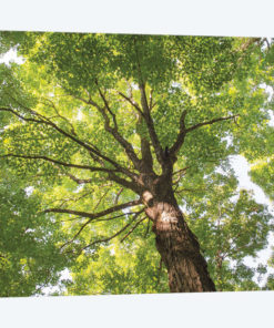Hardwood Forest Canopy V