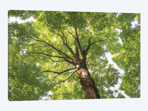 Hardwood Forest Canopy V