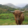 Scottish Highland Cattle III