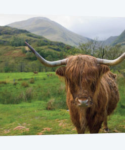 Scottish Highland Cattle III