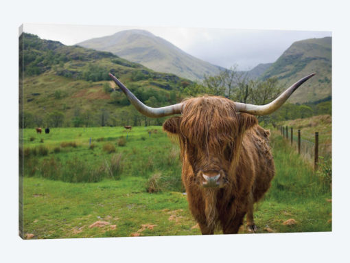 Scottish Highland Cattle III