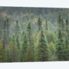 Superior National Forest I