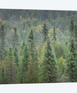 Superior National Forest I