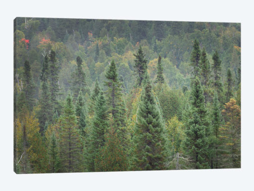 Superior National Forest I