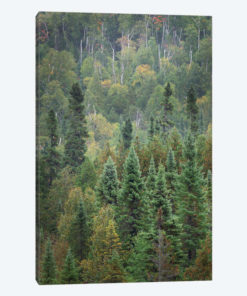 Superior National Forest IV