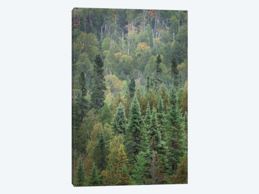 Superior National Forest IV