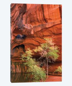 Neon Canyon III