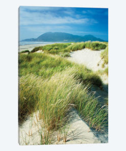 Oregon Dunes Grass