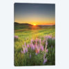 Prairie Sunrise