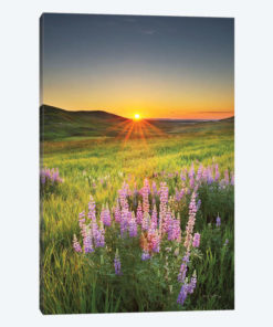 Prairie Sunrise