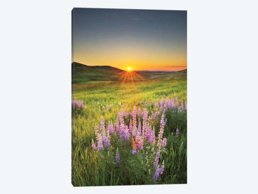 Prairie Sunrise