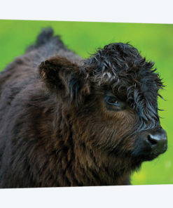 Scottish Highland Cattle XI