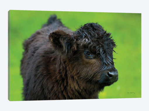 Scottish Highland Cattle XI