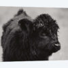 Scottish Highland Cattle XI In Black & White