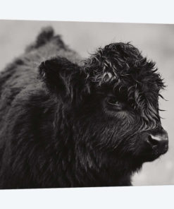 Scottish Highland Cattle XI In Black & White
