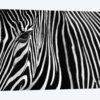 Zebra In Lisbon Zoo
