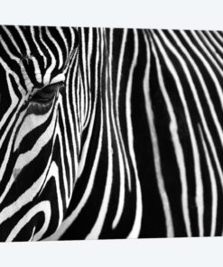 Zebra In Lisbon Zoo