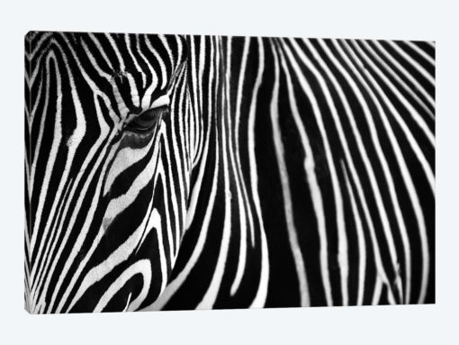Zebra In Lisbon Zoo