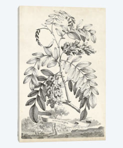 Scenic Botanical I
