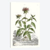 Garden Varieties IV