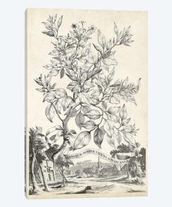 Scenic Botanical II