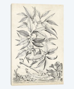 Scenic Botanical IV