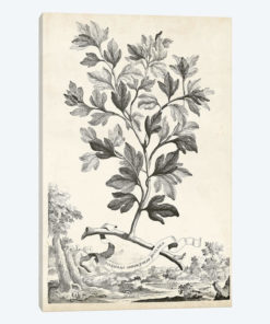Scenic Botanical V