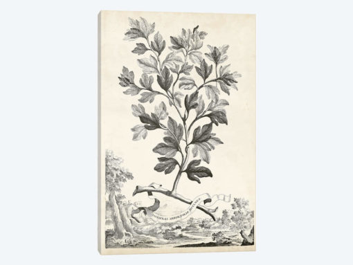 Scenic Botanical V