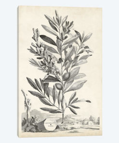 Scenic Botanical VI
