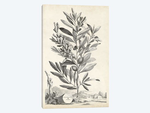 Scenic Botanical VI