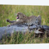 Big Cat