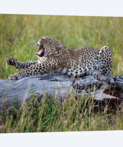 Big Cat