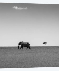 Elephant And The Friendly Cloud...
