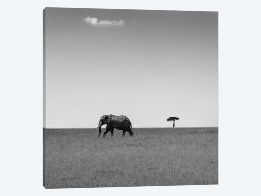 Elephant And The Friendly Cloud...
