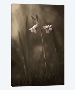 A Small Flower On The Ground