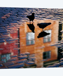 Pigeons