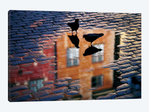 Pigeons
