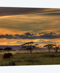 Africa