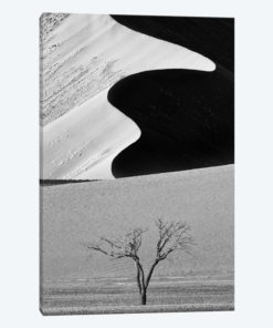 Dune Curves