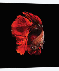The Red