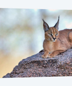 Caracal