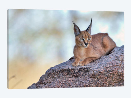 Caracal