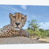 Hungry Cheetah