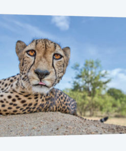 Hungry Cheetah