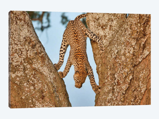 Upside Down