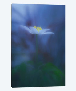 Wood Anemone